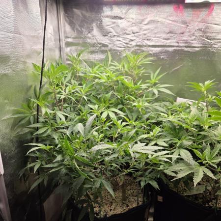 Humboldt Specials
