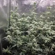 Humboldt Specials