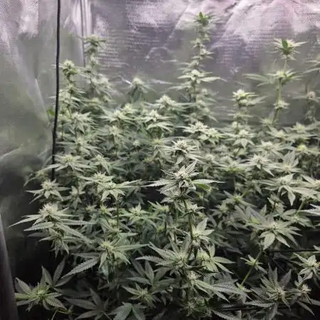 Humboldt Specials