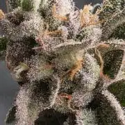 Grounded Genetics im Sumpf