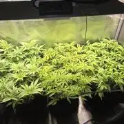 Grounded Genetics im Sumpf