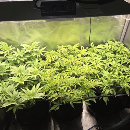 Grounded Genetics im Sumpf