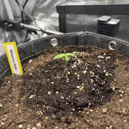 Mimosa Auto