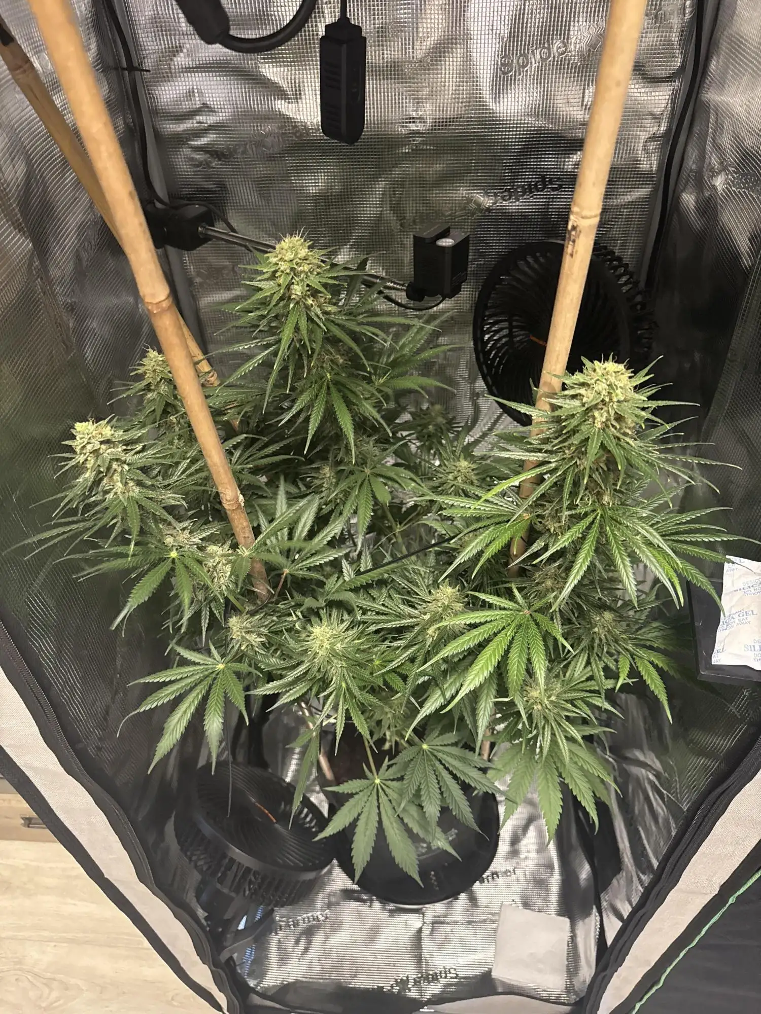 Watermelon Auto RQS grow journal by Harry404x - GrowDiaries