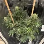 Watermelon Auto RQS