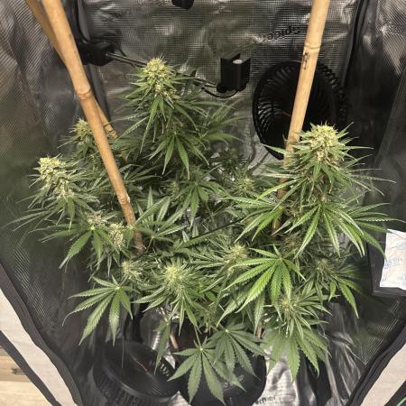 Watermelon Auto RQS