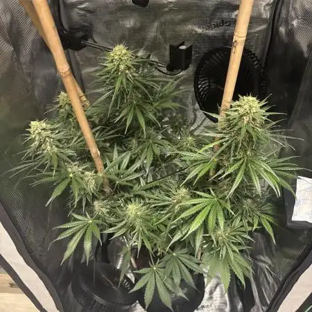 Watermelon Auto RQS