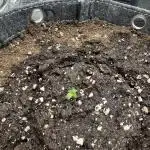 Mimosa Auto