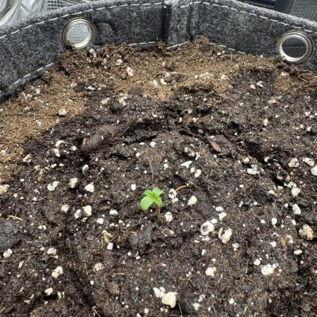 Mimosa Auto