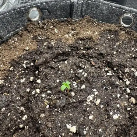 Mimosa Auto