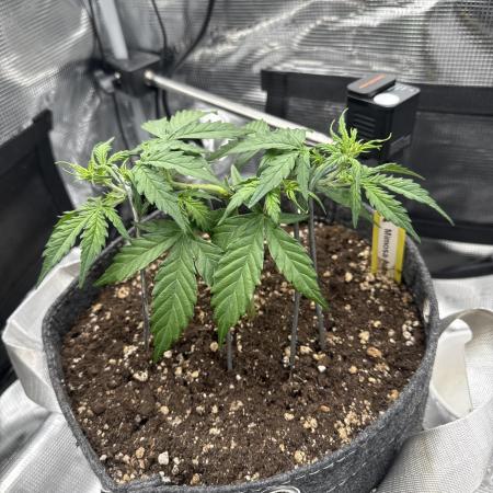 Mimosa Auto