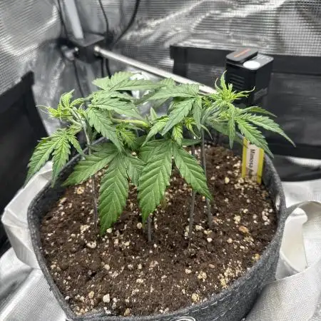 Mimosa Auto