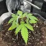 Mimosa Auto