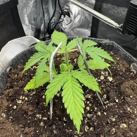 Mimosa Auto