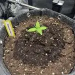 Mimosa Auto