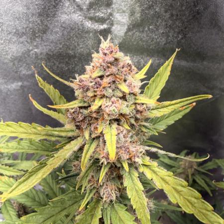 Lemon Cherry Cookies & Banana Punch