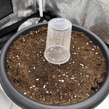 Banana Purple Punch 👊🏻🍌