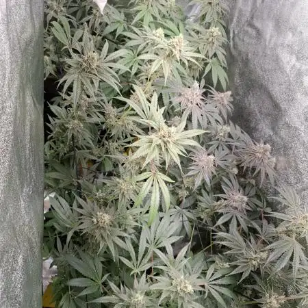 DubbleDsFarm x1