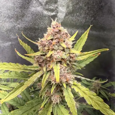 Lemon Cherry Cookies & Banana Punch