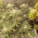 Lemon Cherry Cookies & Banana Punch