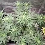 Lemon Cherry Cookies & Banana Punch