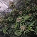 Lemon Cherry Cookies & Banana Punch