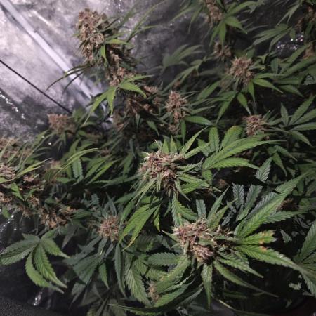 Lemon Cherry Cookies & Banana Punch