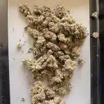 Lemon Cherry Cookies & Banana Punch