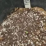 Divine Seeds Autoflower