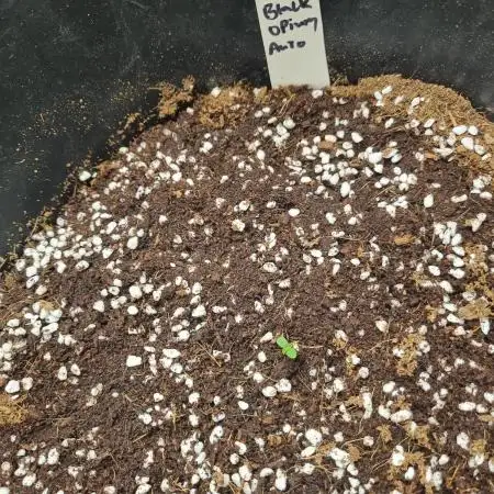 Divine Seeds Autoflower