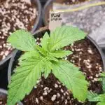 WSE sponsored run. Pure Indica