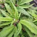 Bagseed #1