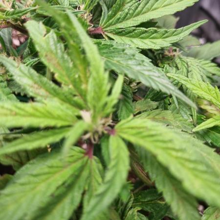 Bagseed #1