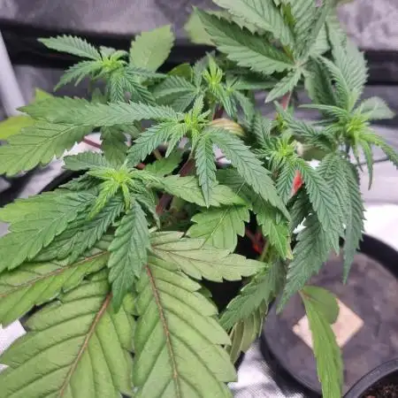 Bagseed #1