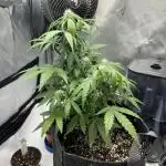 Titan F1 First Grow