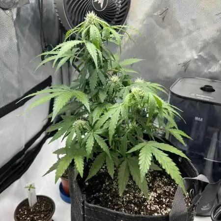 Titan F1 First Grow