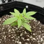 Titan F1 First Grow