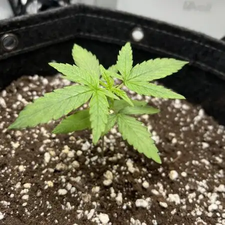 Titan F1 First Grow