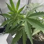 Titan F1 First Grow