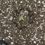 Titan F1 First Grow