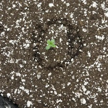 Titan F1 First Grow