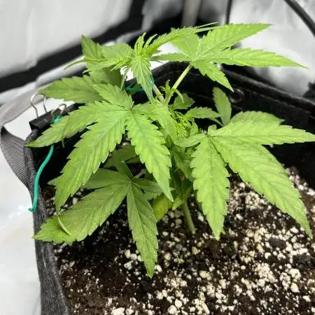 Titan F1 First Grow