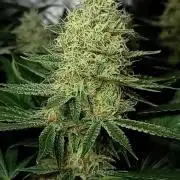 Dognabis cup #420 P & A