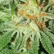 Dognabis cup #420 P & A