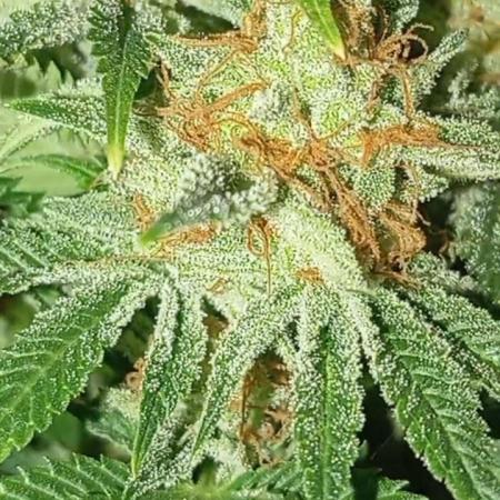 Dognabis cup #420 P & A