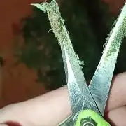 Dognabis cup #420 P & A