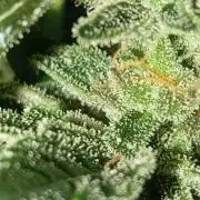 Dognabis cup #420 P & A