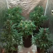 Dognabis cup #420 P & A