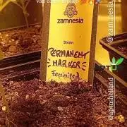 Dognabiscup #420 P&A