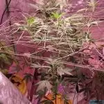 BbigplantT